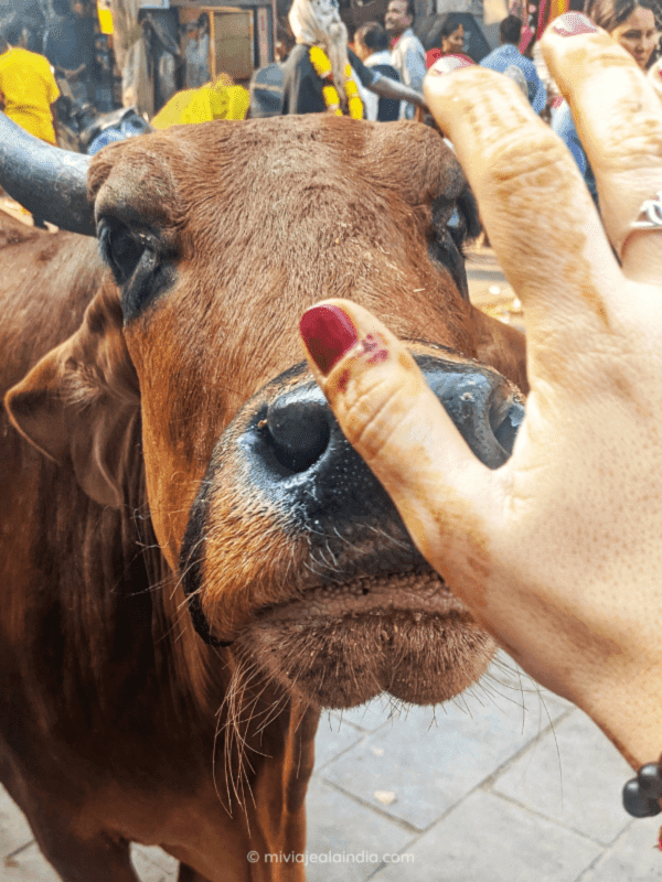 Mano "miviajealaindia" con una vaca