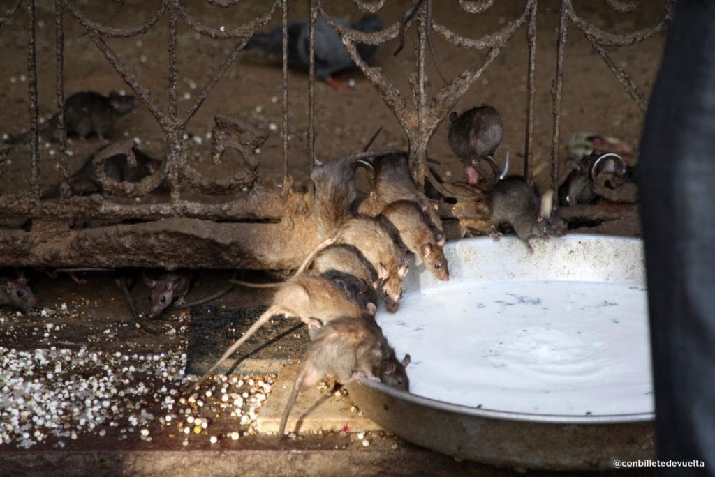 Templo de las Ratas en Bikaner