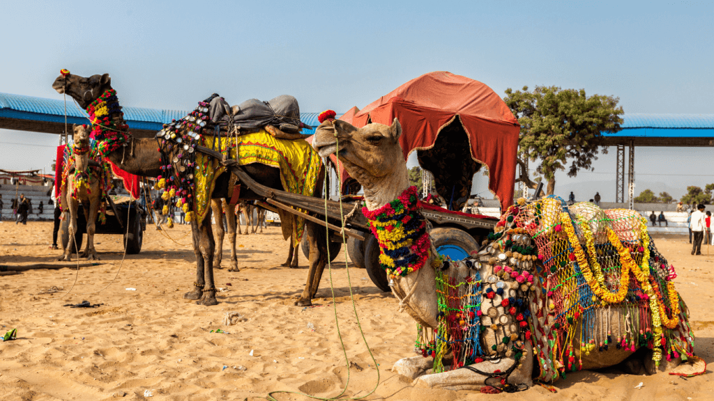 Festival del camello de India