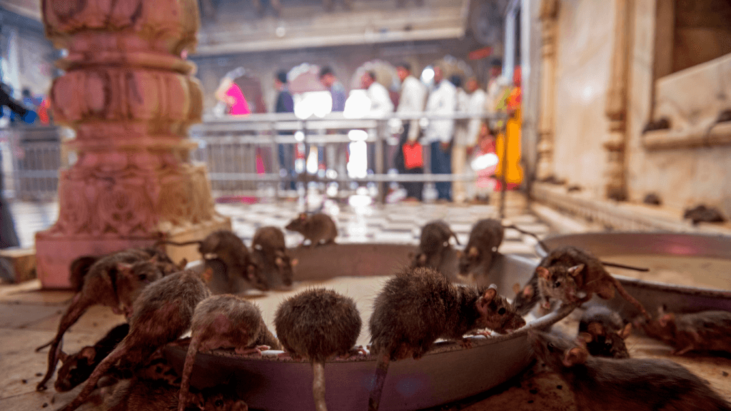 Ratas en el templo de las ratas en India (Templo Karni Mata Bikaner)