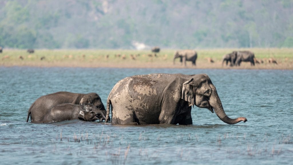 Elefantes bañándose en el parque nacional de Jim Corbett en India 