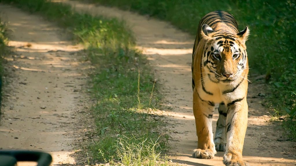 El Tigre de Bengala durante un safari por los parques nacionales en India