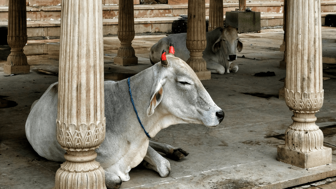 Las vacas en la India: por qué son sagradas y su papel en la cultura india
